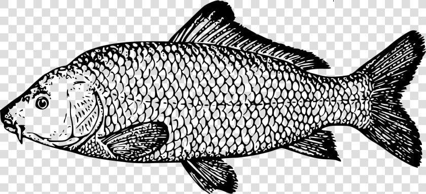 Koi Goldfish Fishing Fish   Drawing Of Carp  HD Png DownloadTransparent PNG