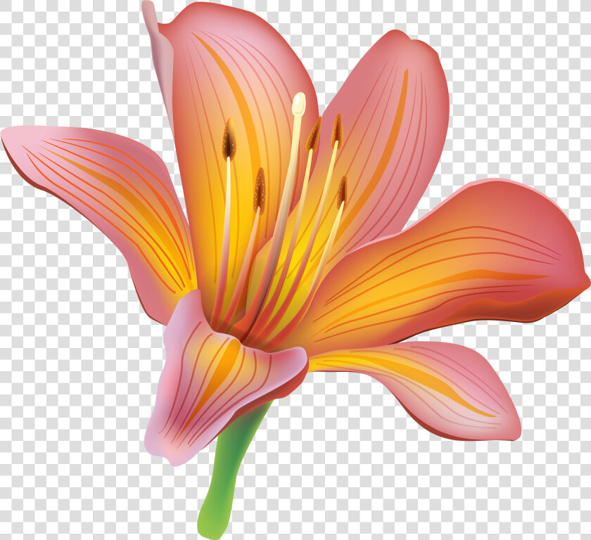 Clip Art Lillies Clip Art   Lily Clipart  HD Png DownloadTransparent PNG