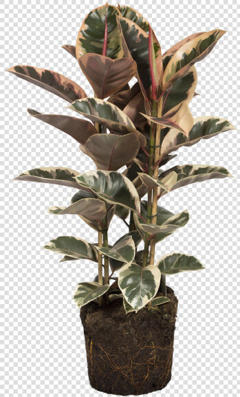Rubber Plant   Houseplant  HD Png DownloadTransparent PNG