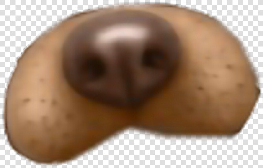  dog  filter  snapchat  dogfilter  freetoedit   Sapodilla  HD Png DownloadTransparent PNG