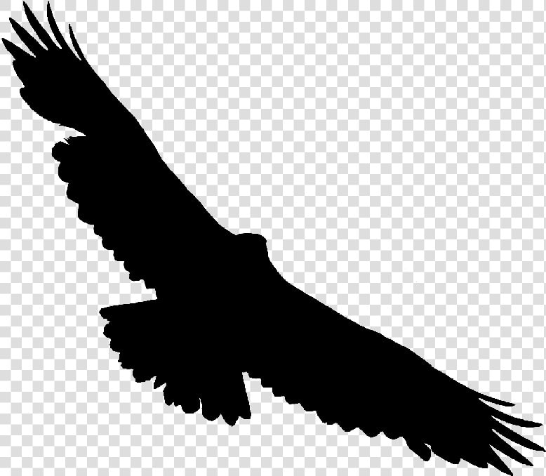Bald Eagle Hawk Vulture Buzzard   Golden Eagle  HD Png DownloadTransparent PNG