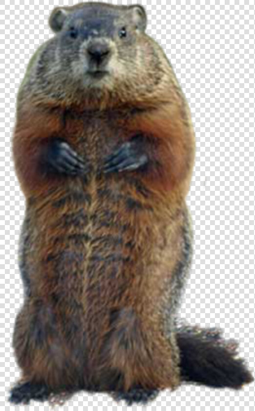  groundhog   Animal That Looks Like Giant Squirrel  HD Png DownloadTransparent PNG