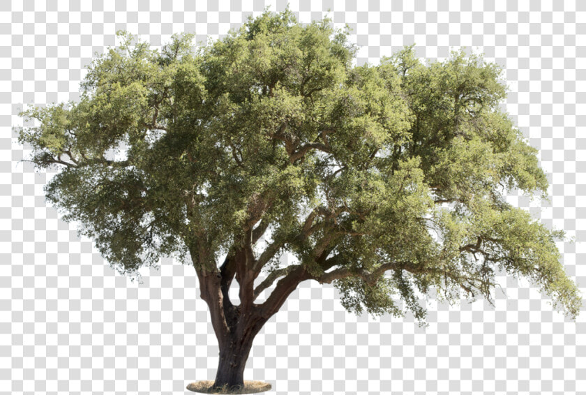 Mediterranean Trees  HD Png DownloadTransparent PNG