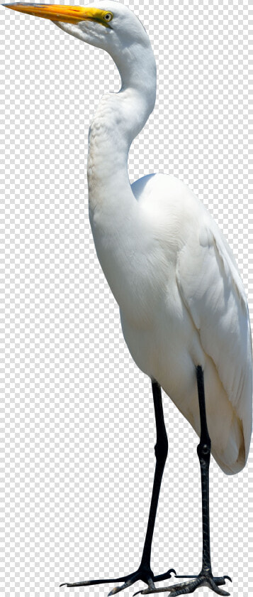 Egret Bird Png Transparent Image   Egret Png  Png DownloadTransparent PNG