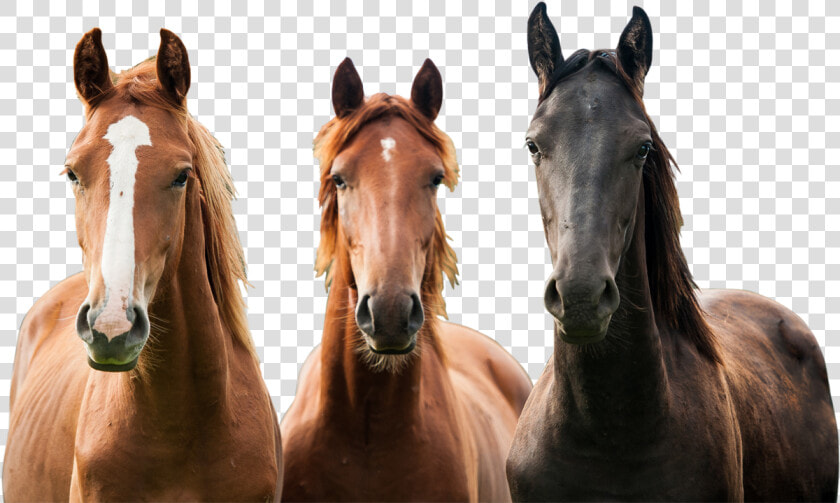 Foal   Horses Png  Transparent PngTransparent PNG