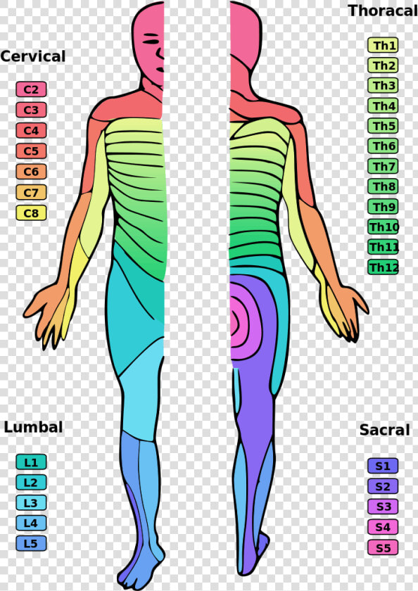 Areas Of The Skin Affected By C2 Spinal Cord Injury   Dermatome Myotome  HD Png DownloadTransparent PNG