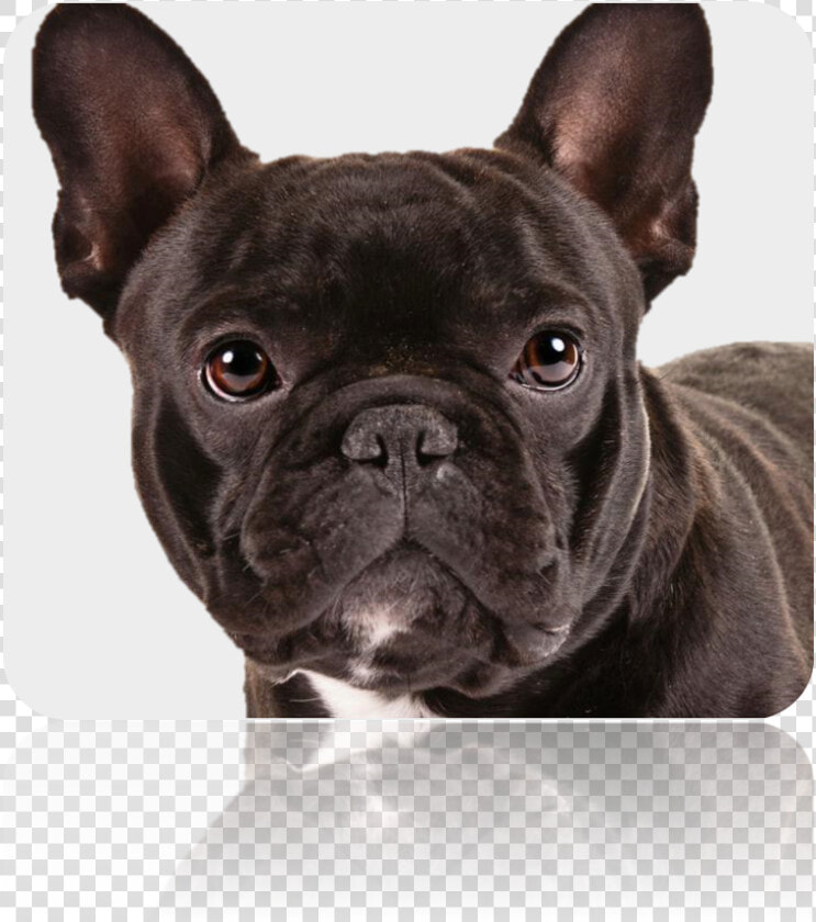 Picture33   Pug Look Alike Dogs  HD Png DownloadTransparent PNG
