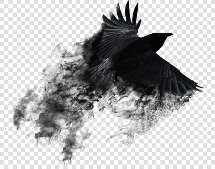 Vijay Mahar Black Crow Background  HD Png DownloadTransparent PNG