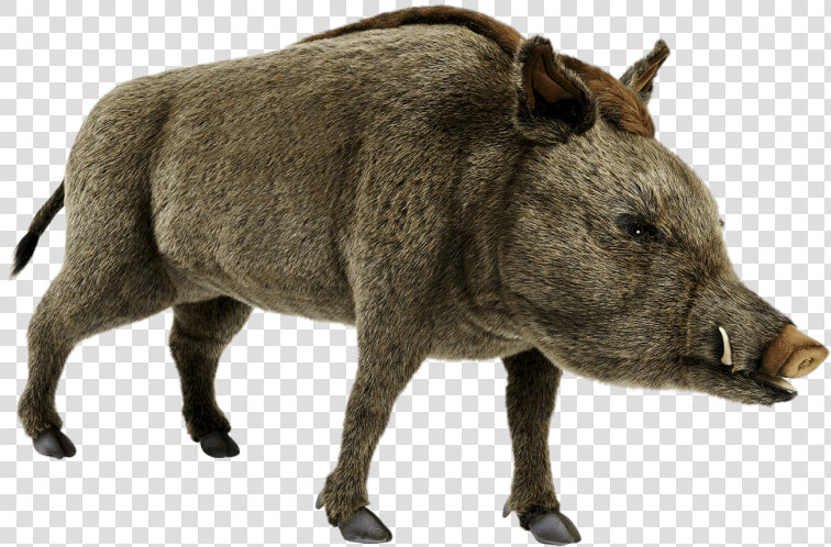 Wild Boar Png  Transparent PngTransparent PNG