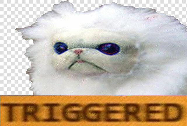  ​img    Dank Cat Meme Gif  HD Png DownloadTransparent PNG