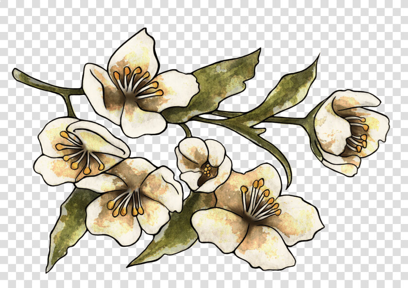 Orchids Of The Philippines  HD Png DownloadTransparent PNG