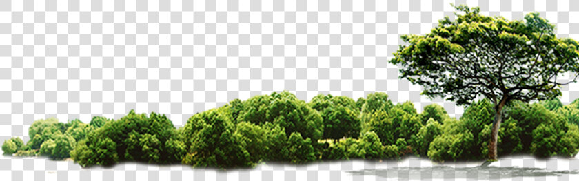 Green Tree Jungle Hd Image Free Png Clipart   Jungle Tree Png Free  Transparent PngTransparent PNG