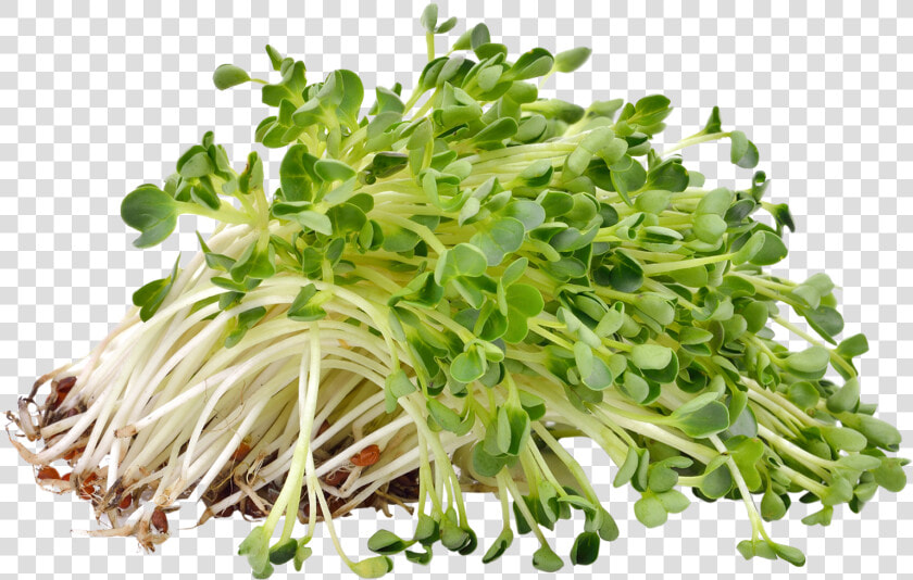 Alfalfa Png  Transparent PngTransparent PNG