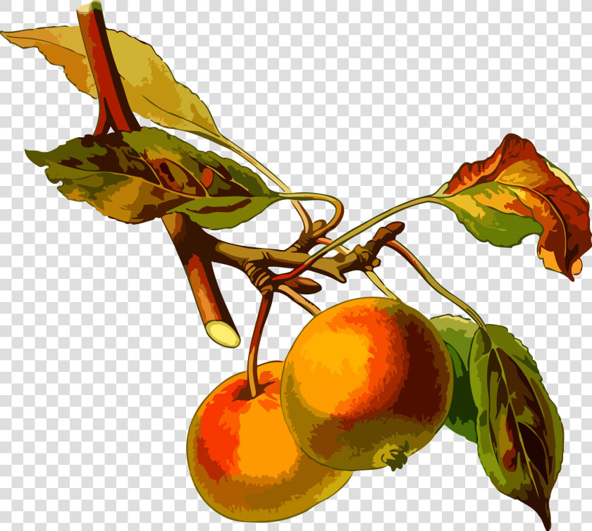 Apple Tree 2 Clip Arts   Apple Tree Botanical Illustration  HD Png DownloadTransparent PNG