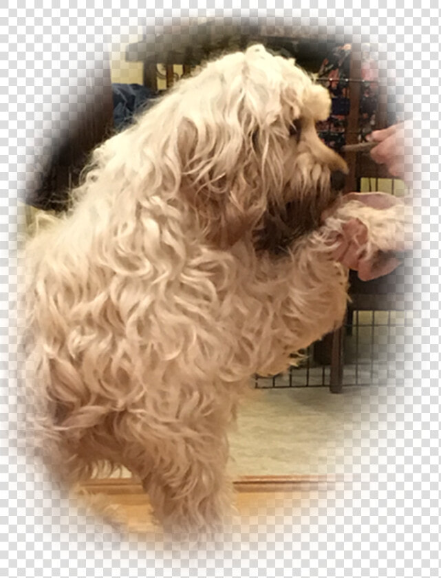 Labradoodle  HD Png DownloadTransparent PNG