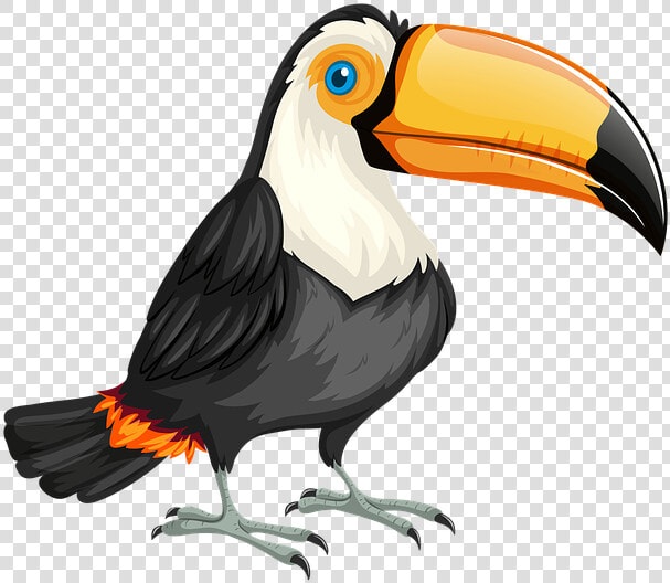 Toucan  Bird  Nature  Wild  Wildlife  Animal  Zoo   Tucan Png  Transparent PngTransparent PNG