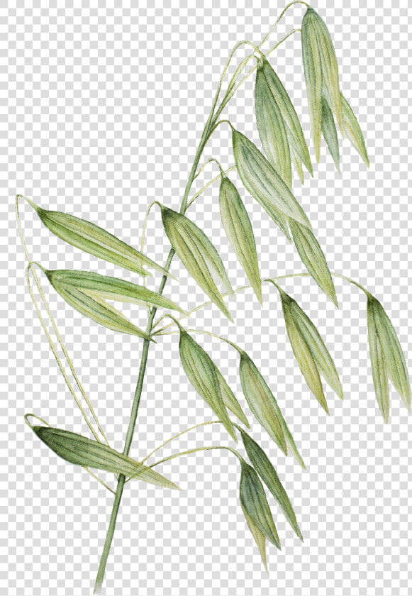 Hierochloe  HD Png DownloadTransparent PNG