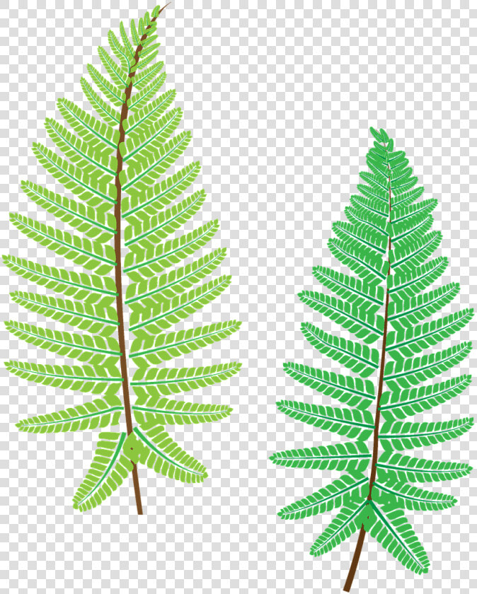 Fern  Plant  The Leaves  Forest  Nice  Fresh   Ostrich Fern  HD Png DownloadTransparent PNG