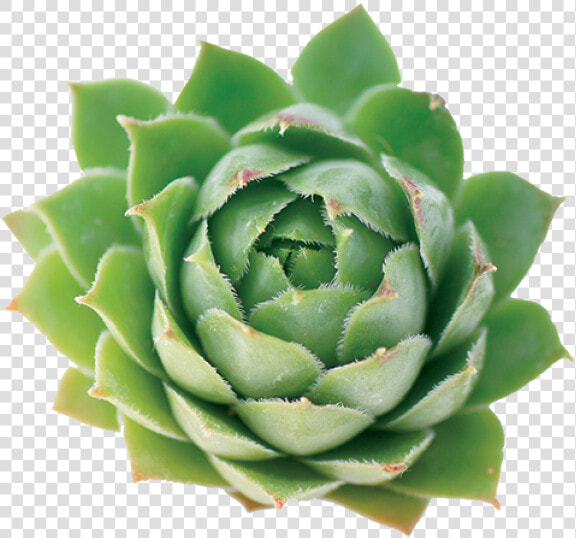 Agave  HD Png DownloadTransparent PNG