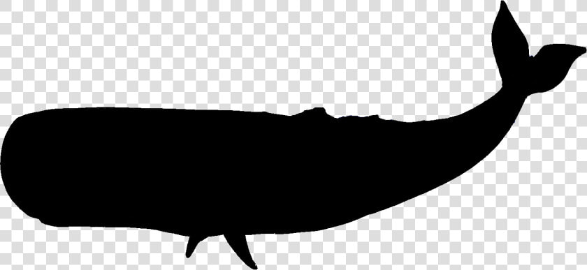 Sperm Whale Clipart Black And White   Whale Silhouette Transparent Background  HD Png DownloadTransparent PNG