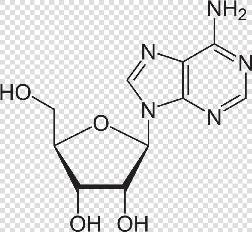 Http     upload   Wikimedia     Svg 1113px adenosin   Adenosine Structure  HD Png DownloadTransparent PNG