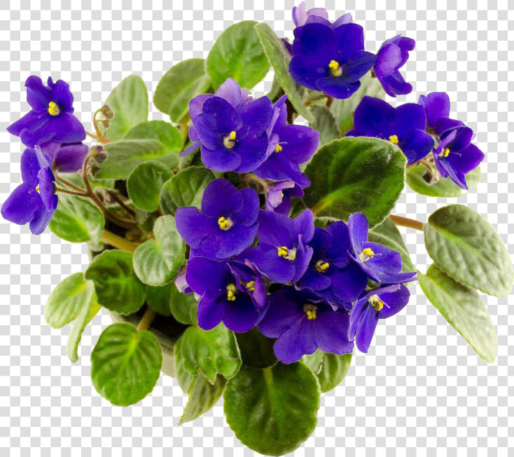 Flower African Violet Png  Transparent PngTransparent PNG