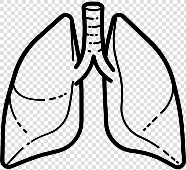Lung Icon Vector Png  Transparent PngTransparent PNG