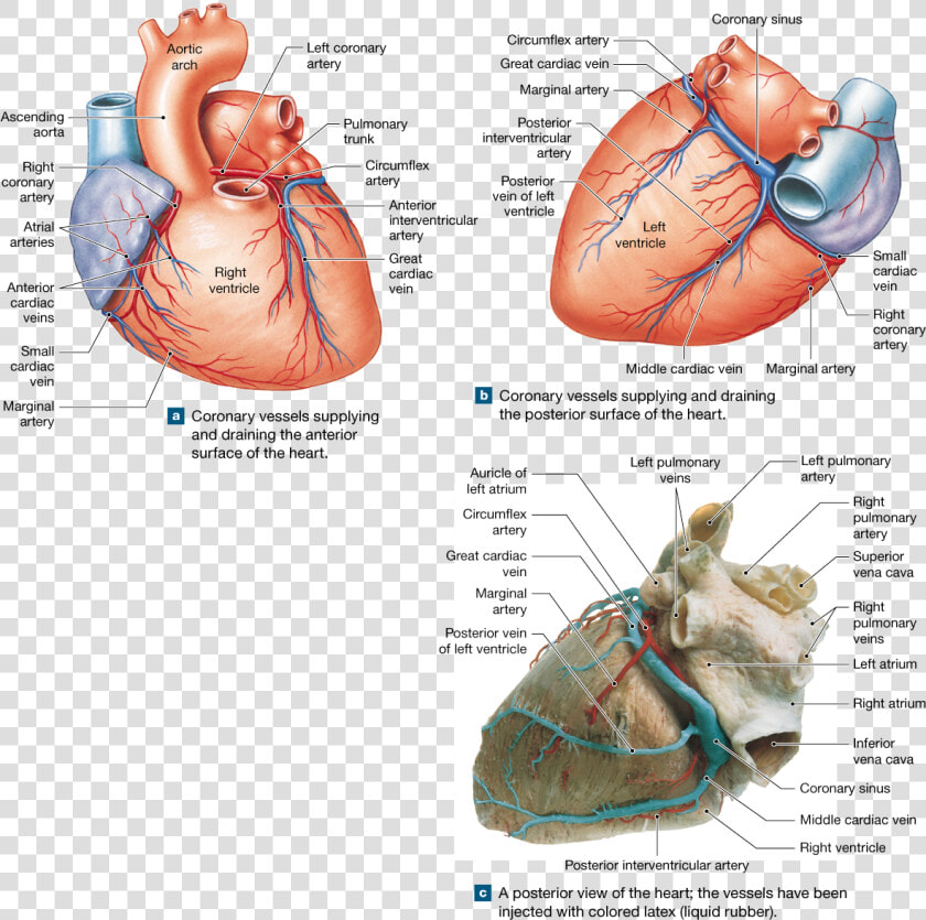 The Heart Is A Four chambered Organ That Pumps Blood   Veins Of The Heart Cadaver  HD Png DownloadTransparent PNG