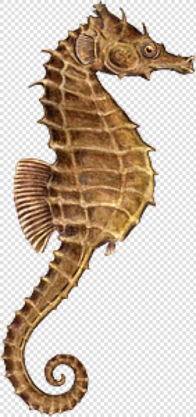 Seahorse fish   Seahorse Png  Transparent PngTransparent PNG