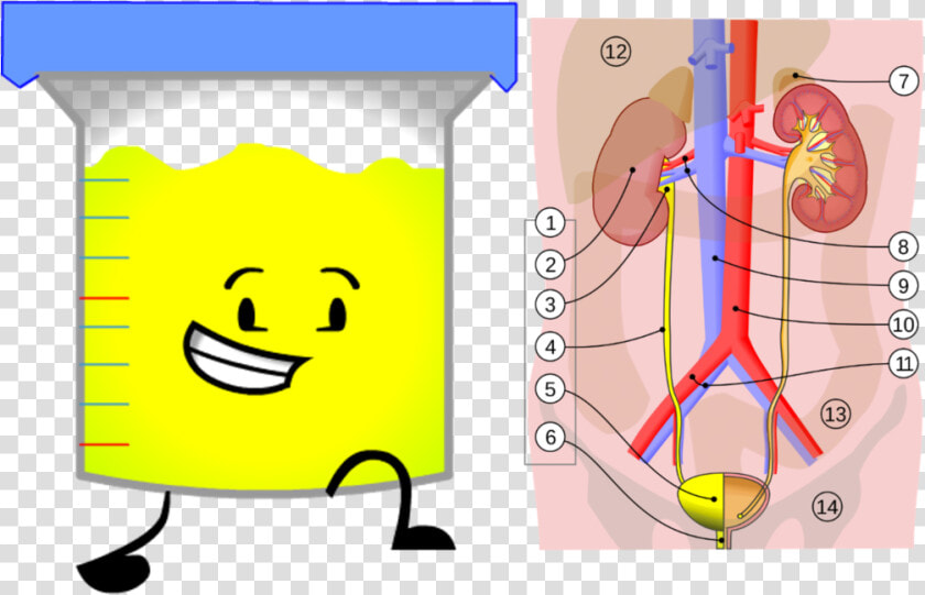 Urinary System Label  HD Png DownloadTransparent PNG