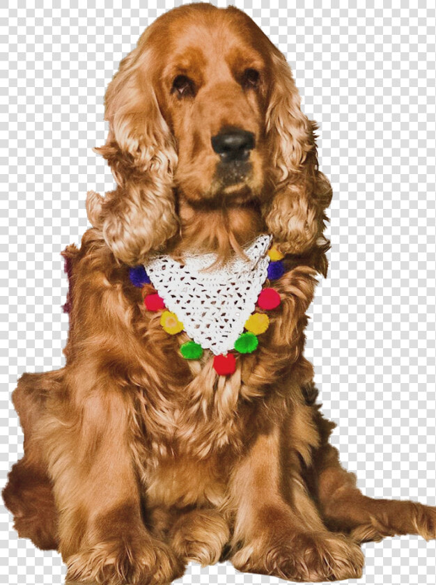 Cocker Spaniel  HD Png DownloadTransparent PNG