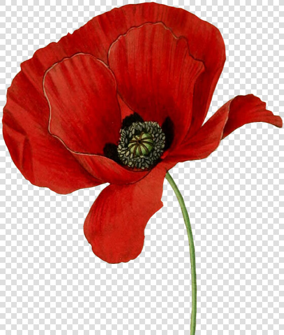 Poppy Flower Clipart   Png Download   Poppy Flower Transparent Background  Png DownloadTransparent PNG