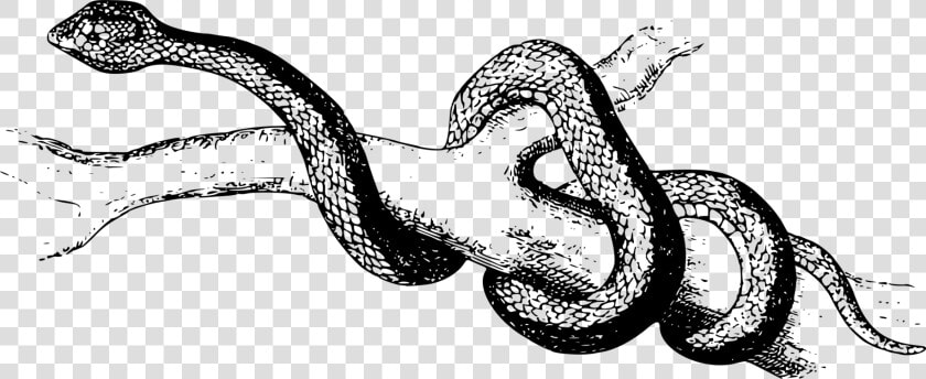 Reptile art serpent   Slither Clipart Black And White  HD Png DownloadTransparent PNG