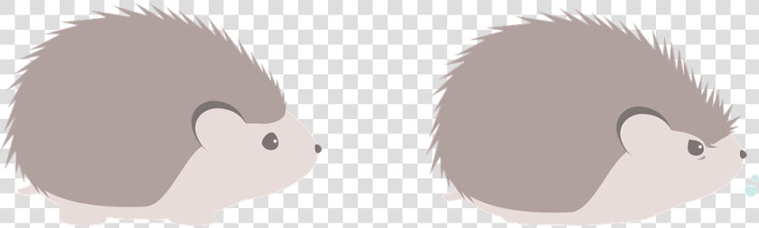 Hedgehog  Animal  Pet   Vector Erizo Png  Transparent PngTransparent PNG