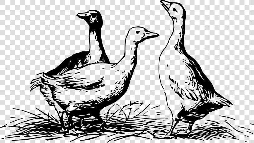 Geese 4 Clip Arts   Geese Black And White  HD Png DownloadTransparent PNG