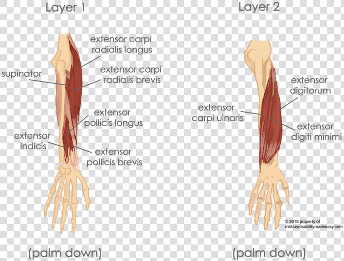 Extensor Carpi Ulnaris And Extensor Digiti Minimi  HD Png DownloadTransparent PNG