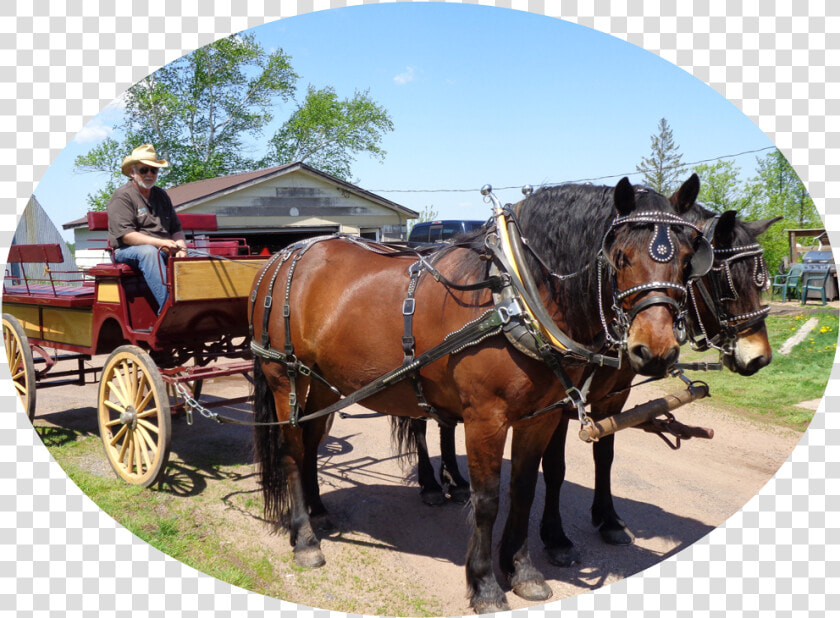 Family Reunions   Sorrel   Sorrel  HD Png DownloadTransparent PNG