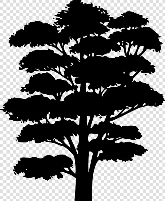 Clip Art Silhouette Tree Branch Oak   Tree Drawing Silhouette Black And White  HD Png DownloadTransparent PNG
