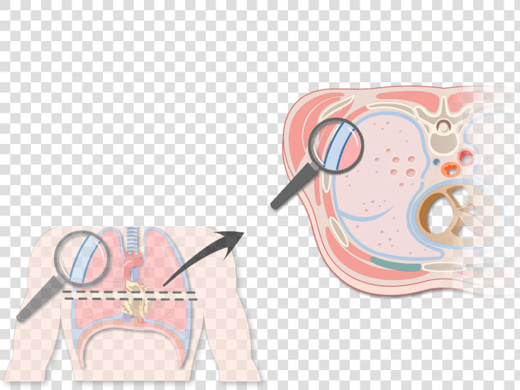 An Expanded View Of The Thorax Magnifying The Pleura   Two Transparent Pleural Membranes  HD Png DownloadTransparent PNG