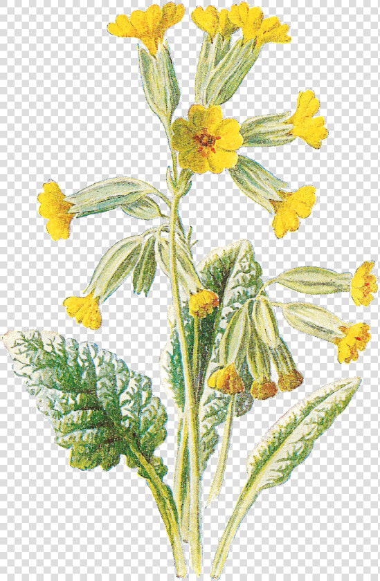 Flower Free Wildflower Botanical Artwork Digital Clip   Cowslip  HD Png DownloadTransparent PNG