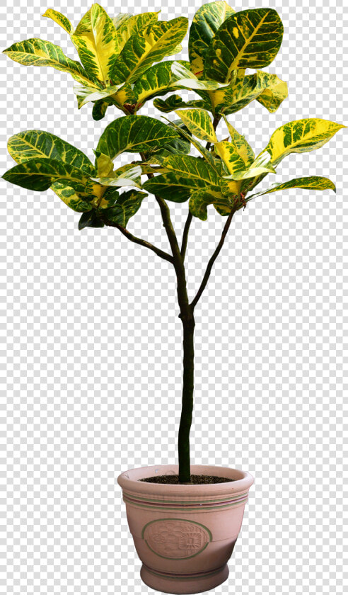 Houseplant Tree Flowerpot   Png Plants Free Download  Transparent PngTransparent PNG