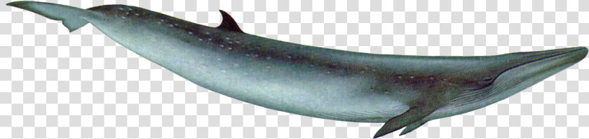 Whale Png   Blue Whale With Transparent Background  Png DownloadTransparent PNG