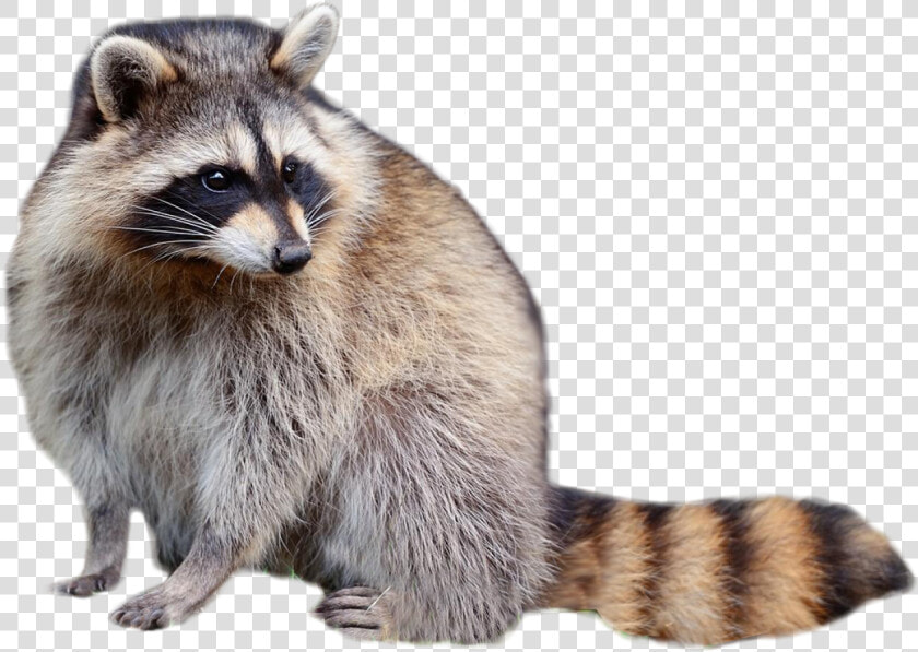 Raccoon Sitting   Transparent Background Raccoon Transparent  HD Png DownloadTransparent PNG