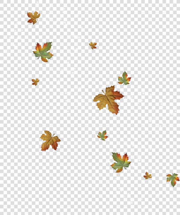 Foglie Cadute Png  Transparent PngTransparent PNG
