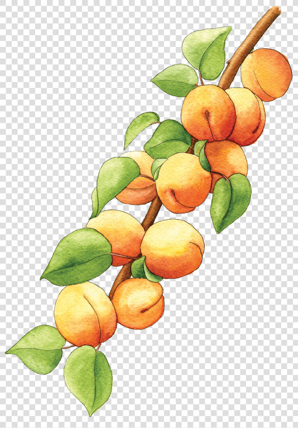 Illustration By Helen Krayenhoff   Apricot Branch Png  Transparent PngTransparent PNG