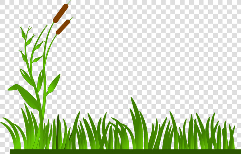 Grass  Lawn  Green  Cat O   Clipart Grass Border  HD Png DownloadTransparent PNG