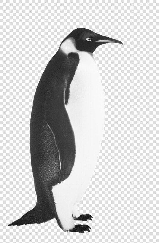 Penguin Clip Art Emperor Penguin   Realistic Penguin Black And White  HD Png DownloadTransparent PNG