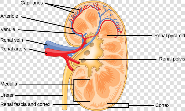 The Kidney Is Shaped Like A Kidney Bean Standing On   Structure Of Mammalian Kidney  HD Png DownloadTransparent PNG