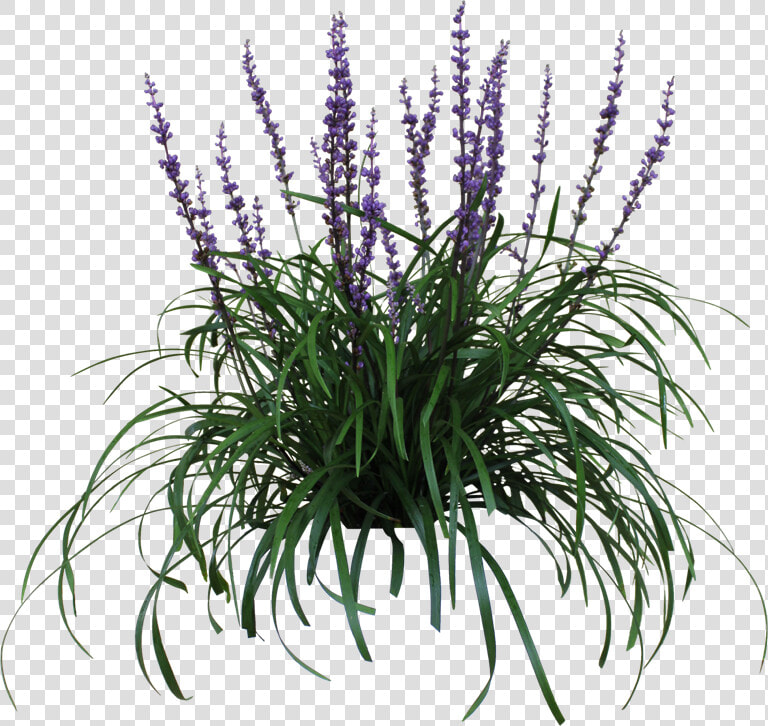 Thumb Image   Australian Native Grass With Purple Flowers  HD Png DownloadTransparent PNG