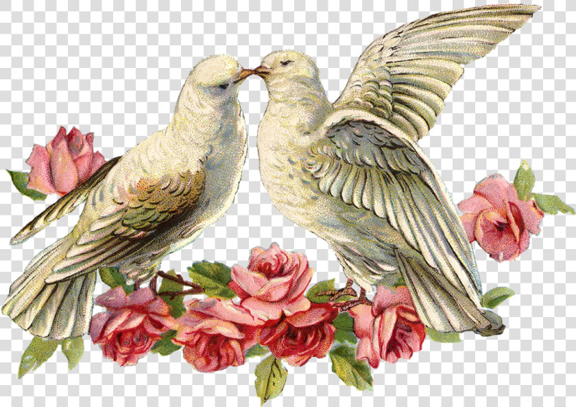 Transparent Dove   Dove For Wedding Png  Png DownloadTransparent PNG
